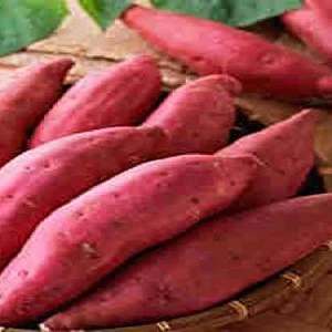 FstSort Visita Nuevamente A Exquisite Agri Y Ofrece Asesoramiento Profesional Que Recibe Elogios ...